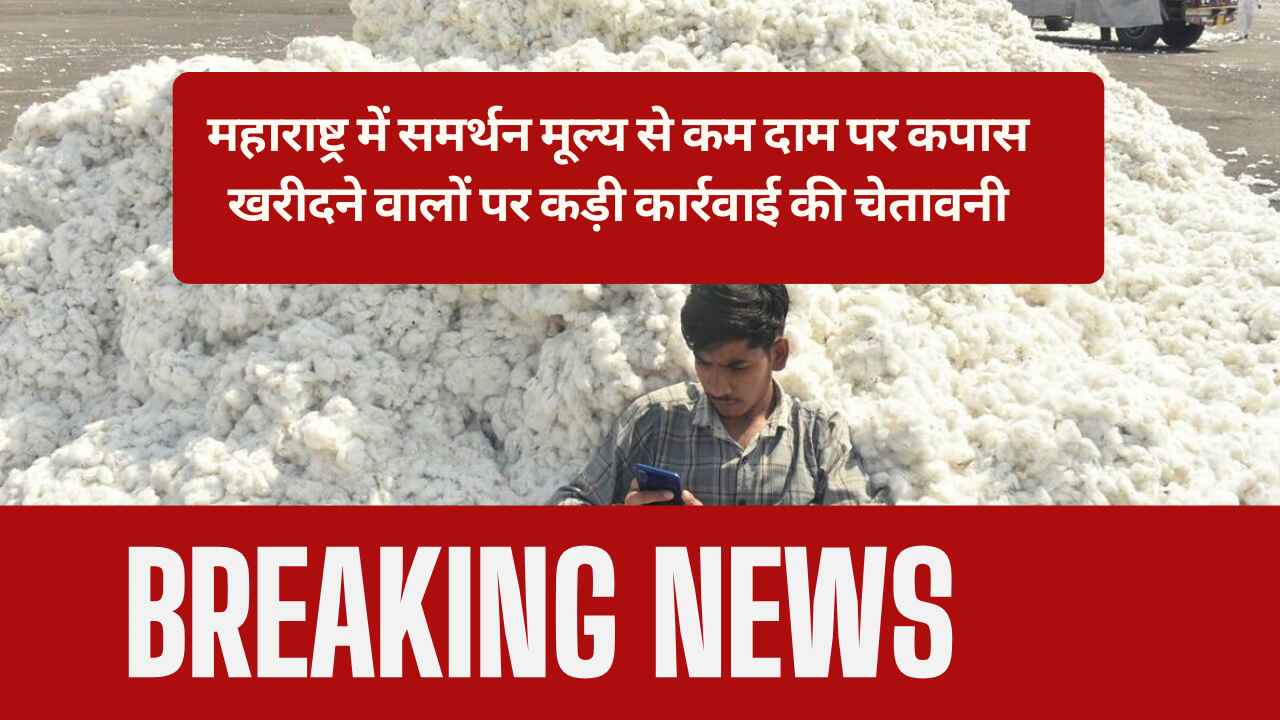 Maharashtra warns of strict action against buying cotton below the support price