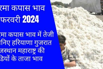 Price of Narma Cotton 9 February 2024 / Improvement in prices of Narma Cotton