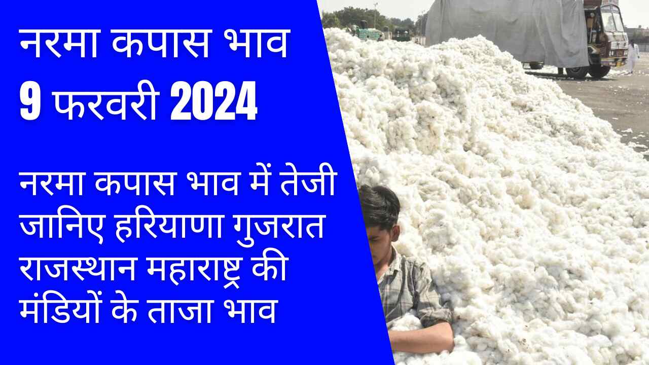 Price of Narma Cotton 9 February 2024 / Improvement in prices of Narma Cotton