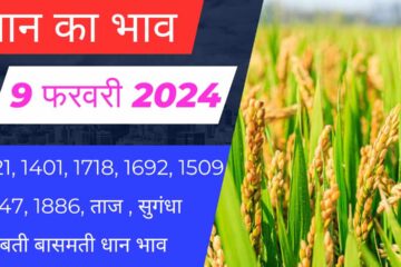 Paddy rate today 9 February 2024