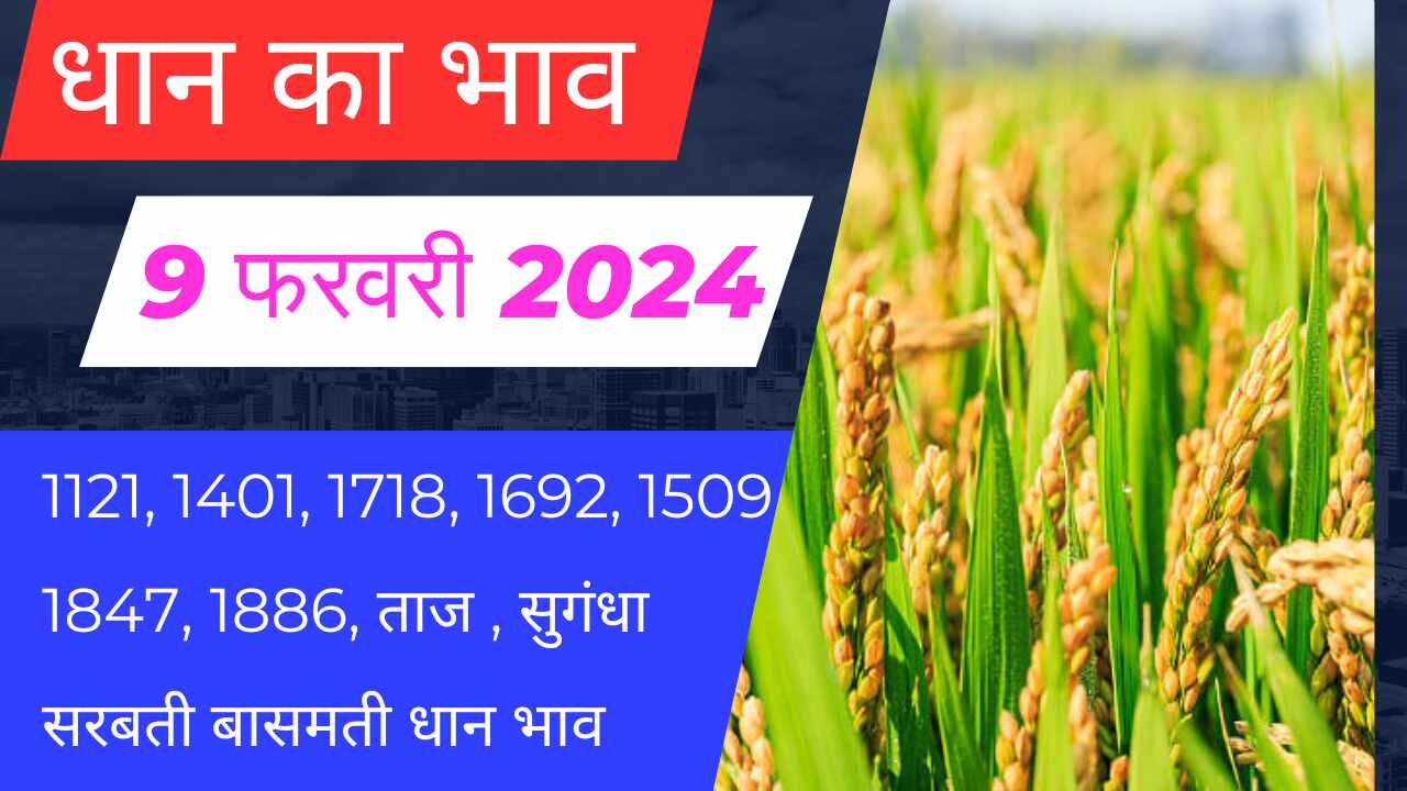 Paddy rate today 9 February 2024