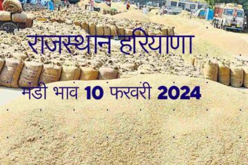 Rajasthan Haryana Mandi Price 10 February 2024 / Narma Cotton Moong Guar Mustard Gram Paddy Price