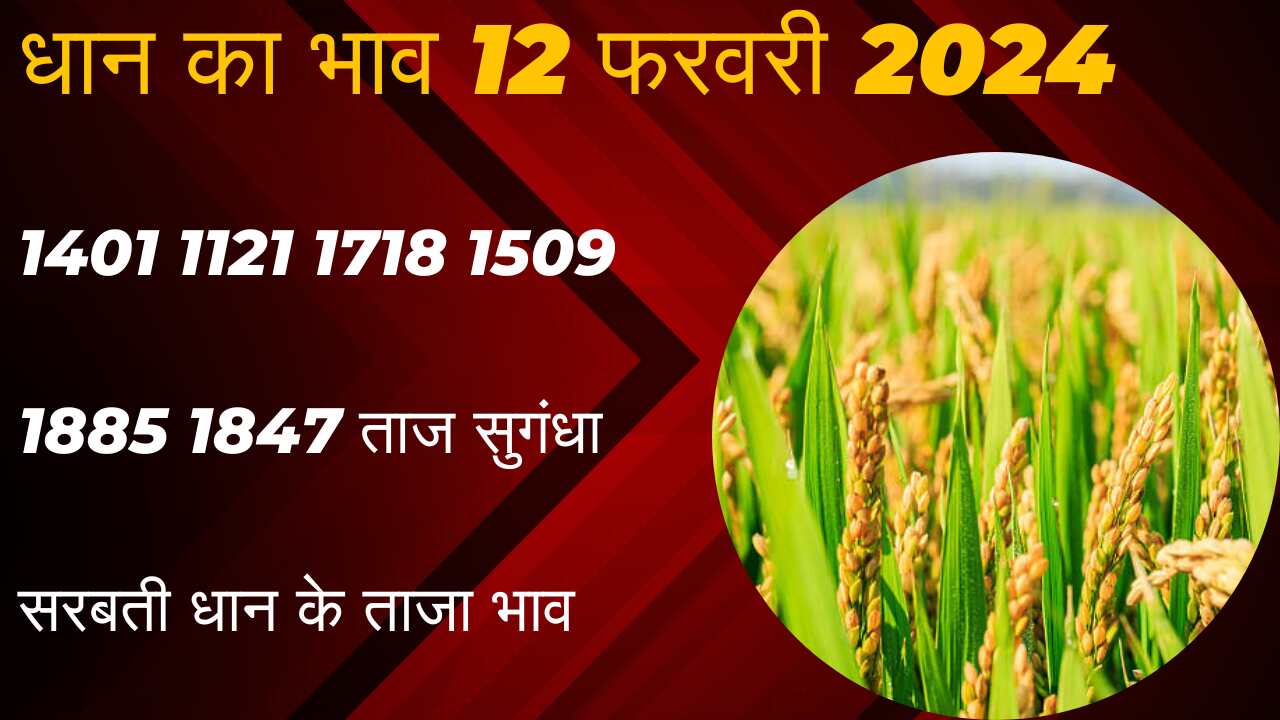 Paddy rate today 12 February 2024/ 1121, 1718, 1509, 1401 latest prices of all varieties