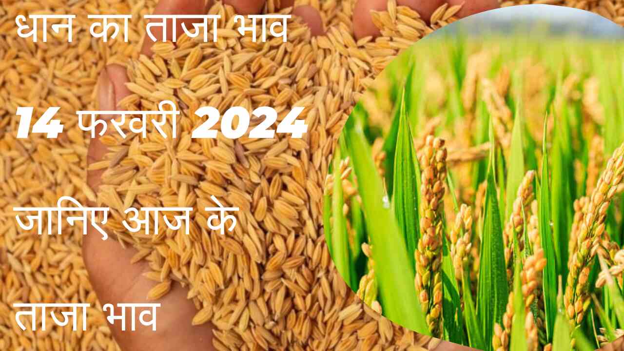 Paddy price today 14 February 2024 / Latest prices of 1121, 1509, 1718, Basmati all varieties