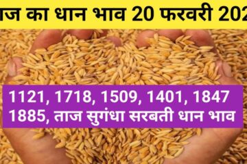 Paddy rate today 20 February 2024