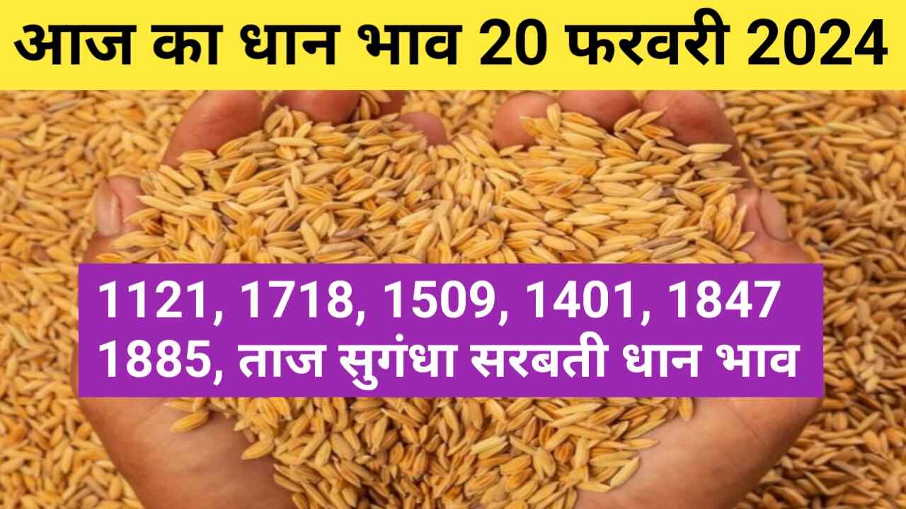 Paddy rate today 20 February 2024