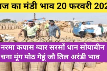 Mandi bhav today 20 February 2024 / narma kapas guar wheat mustard paddy barley rate