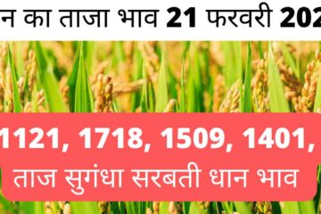 Paddy rate today 21 February 2024