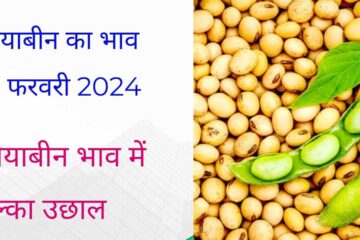 Soyabean rate today 21 February 2024