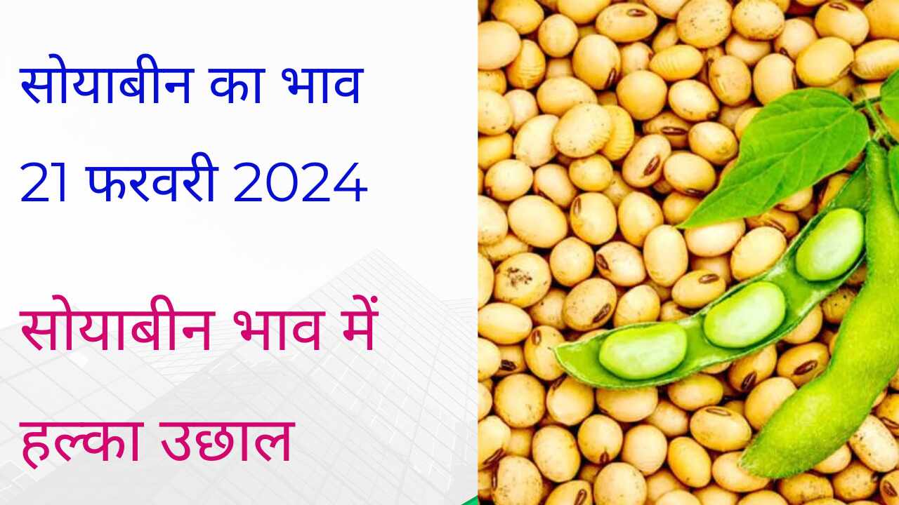 Soyabean rate today 21 February 2024