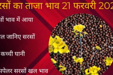Mustard price today 21 February 2024 / mustard price rise up today know all Mandi rates