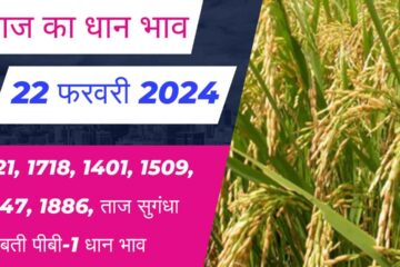 Paddy rate today 22 February 2024