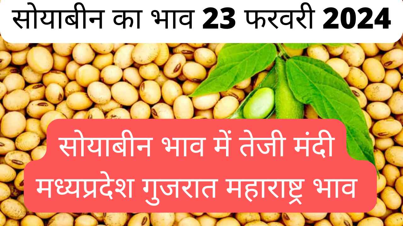 Soyabean rate today 23 February 2024