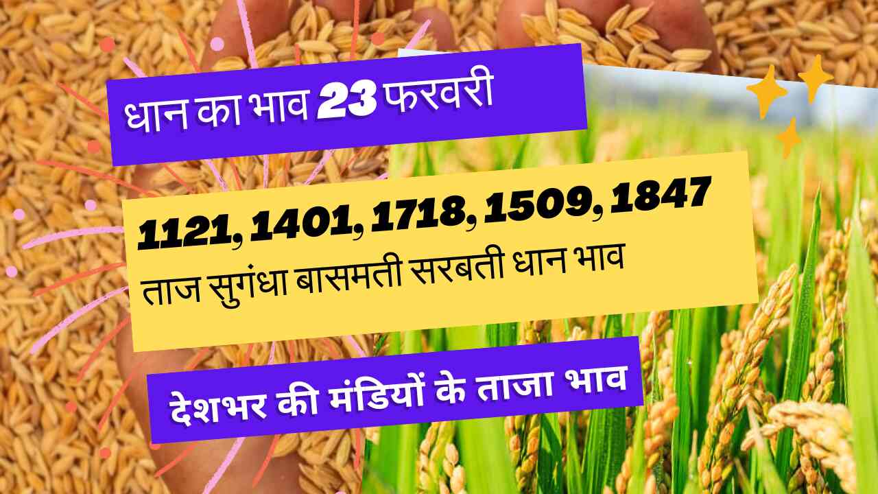 Paddy rate today 23 February 2024