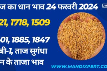Paddy rate today 24 February 2024