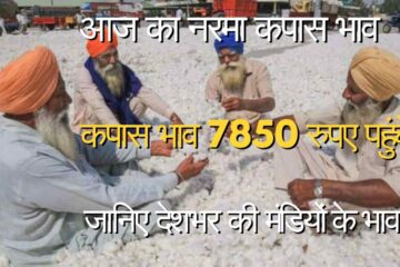 narma kapas bhav today 26 February 2024 /Rise in cotton prices and fall in Narama