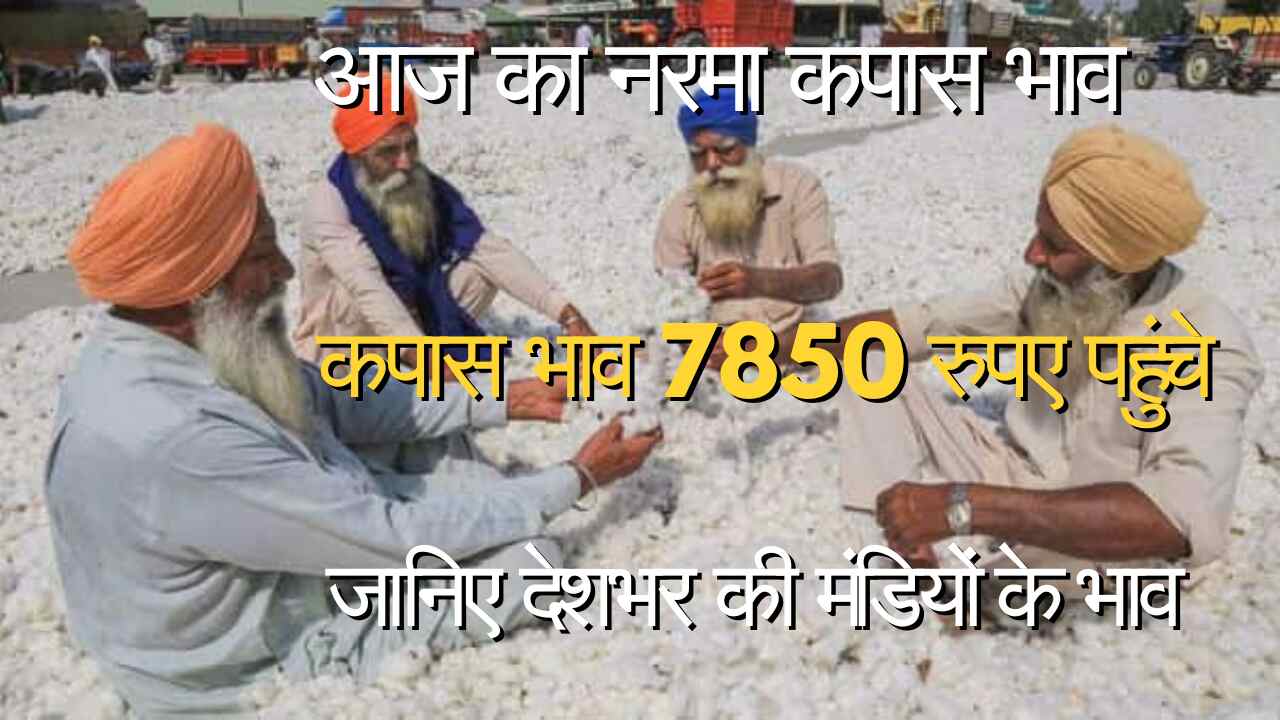 narma kapas bhav today 26 February 2024 /Rise in cotton prices and fall in Narama
