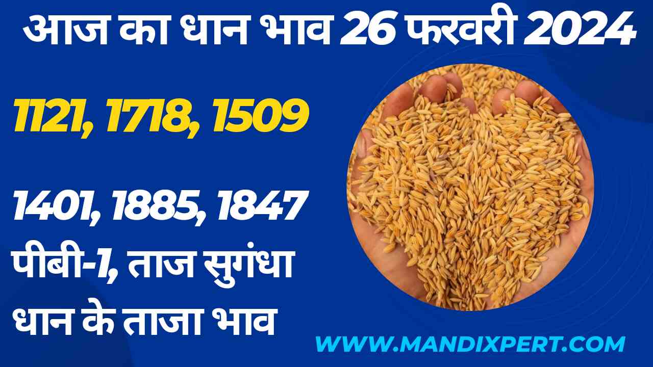 Paddy rate today 26 February 2024