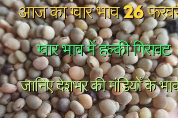 Today's guar price 26 February 2024 / Fall in guar price, know the prices of mandis across the country