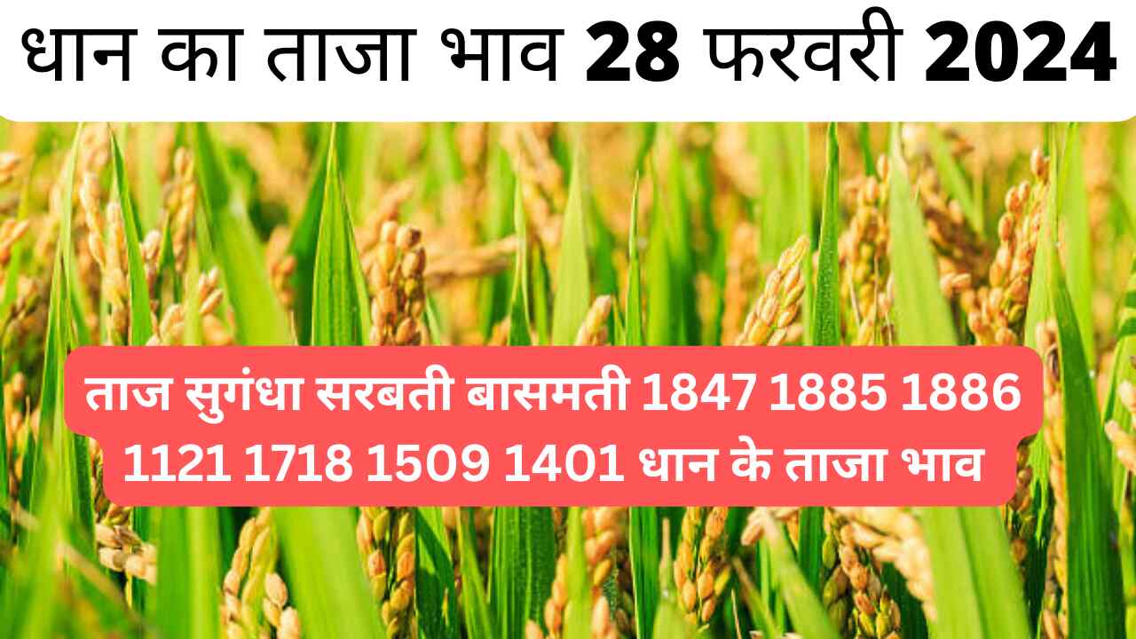 Paddy rate today 28 February 2024