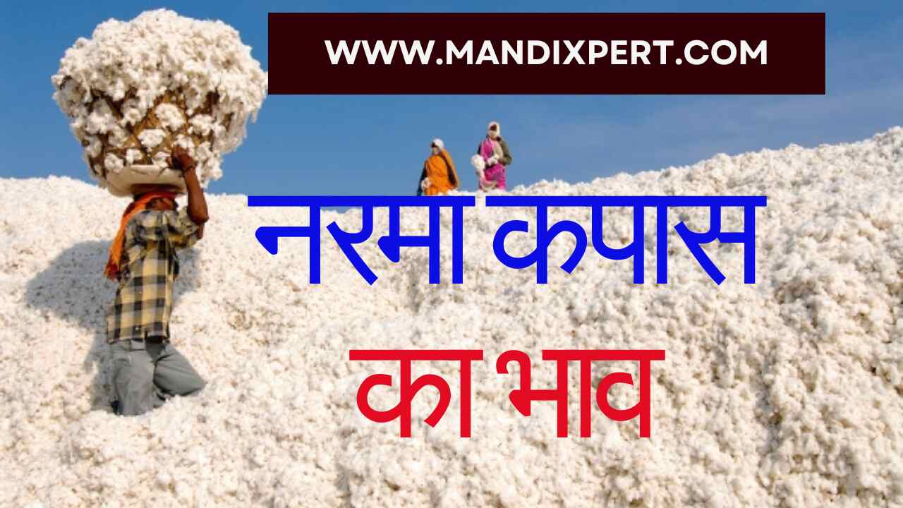 Soft cotton price today 5 February 2024 / Know where the boom and recession occurred