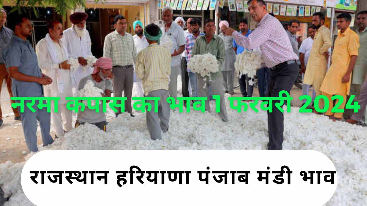 Today's Narma Cotton Price 1 February 2024 / Narma Cotton Cottonseed Khal Price