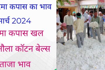 Rise in price of Narma cotton / Fall in MCX cotton, know today's latest price