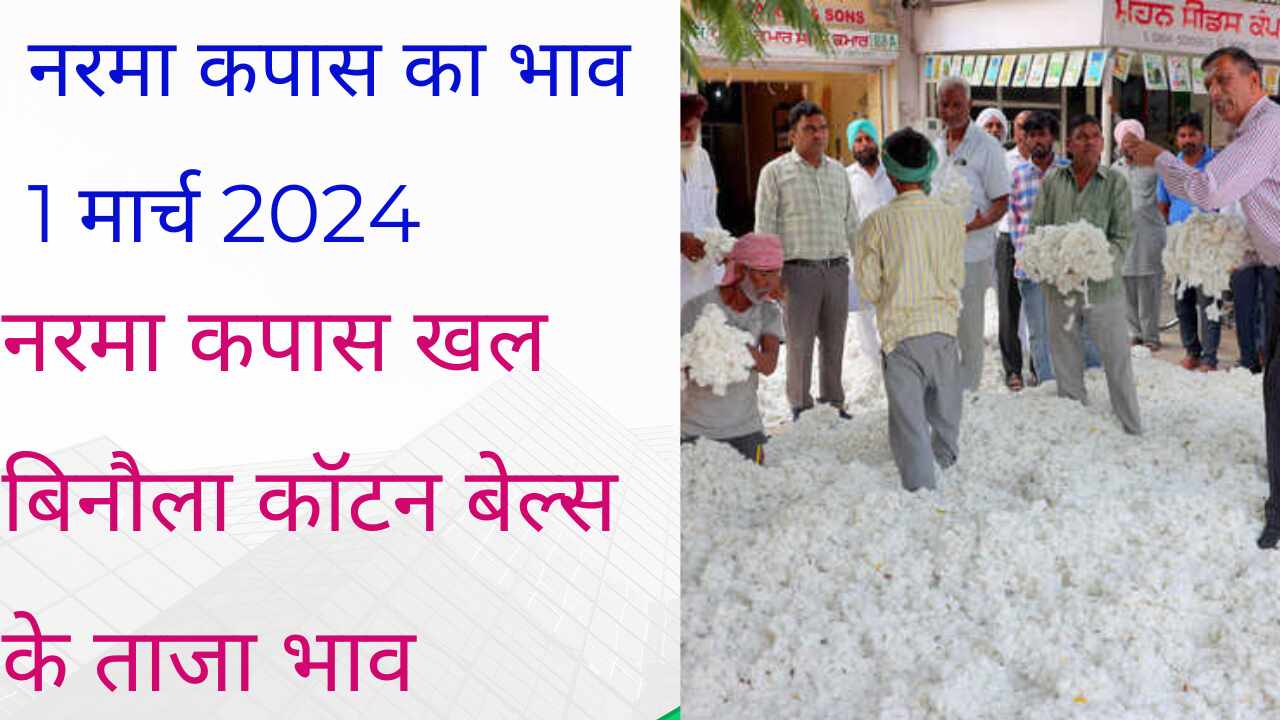 Rise in price of Narma cotton / Fall in MCX cotton, know today's latest price