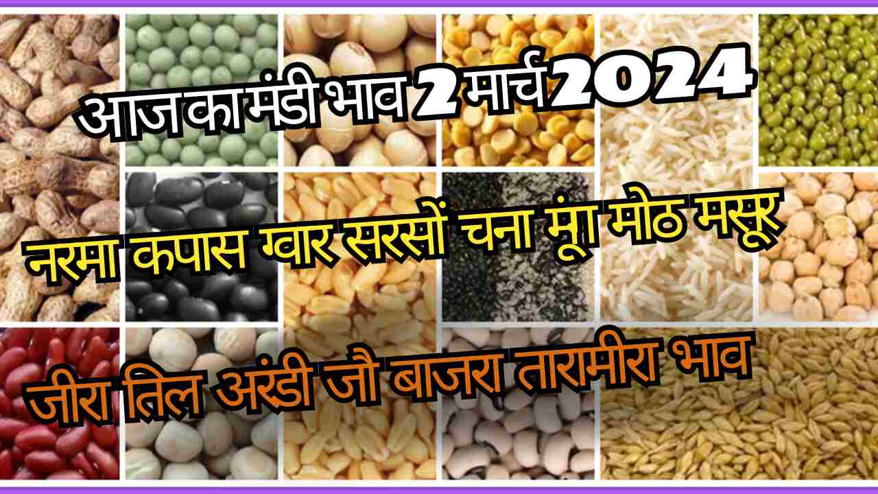 Market price today 2 March 2024 / narma kapas guar mustard gram wheat barley lentil moong rate