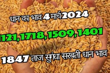Paddy rate today 4 March 2024 / Taj 1121, 1718, 1509 1401, fresh paddy rate