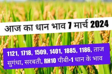 Paddy rate today 7 March 2024 / 1121, 1718, 1509, 1401, Taj dhan rate today