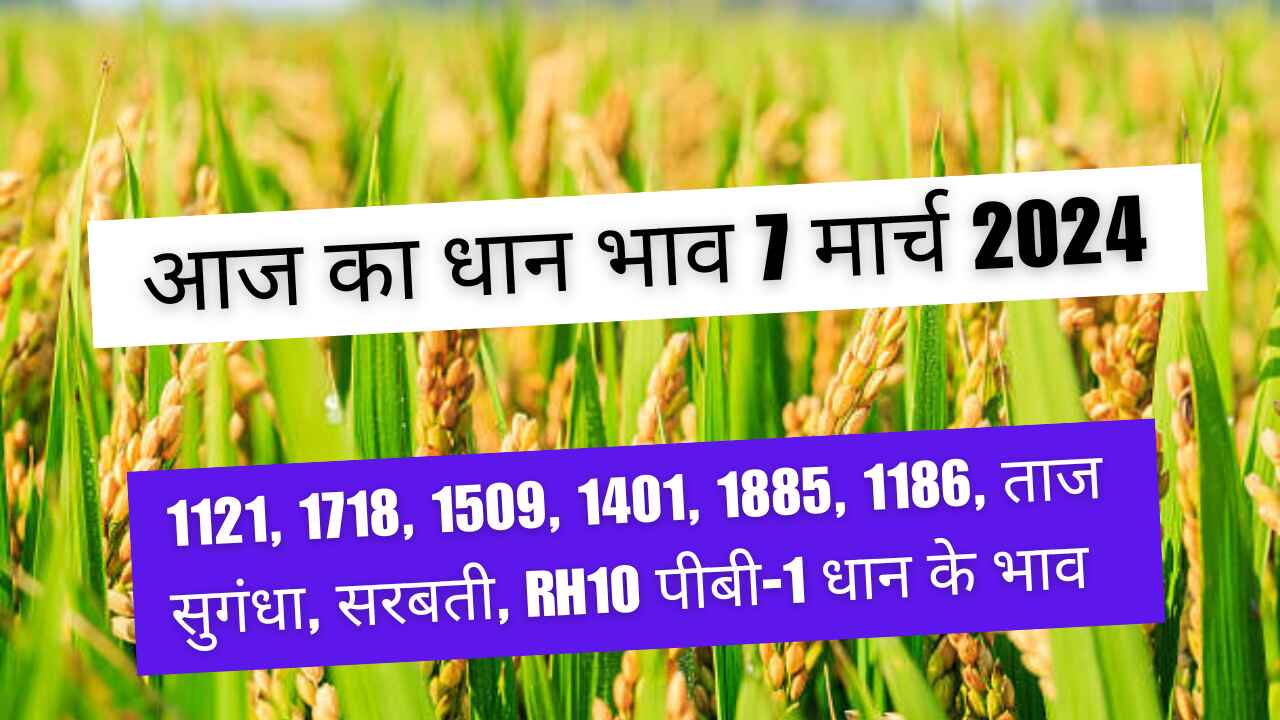 Paddy rate today 7 March 2024 / 1121, 1718, 1509, 1401, Taj dhan rate today