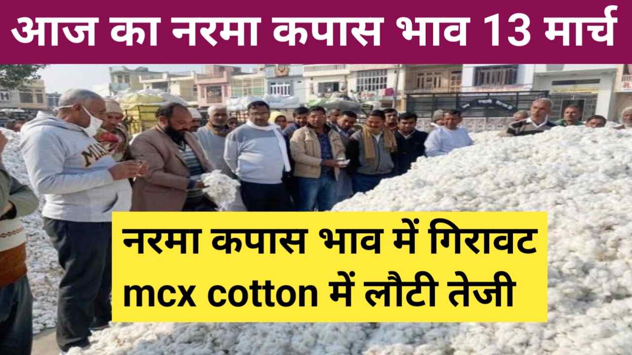 Cotton rate today 13 March 2024