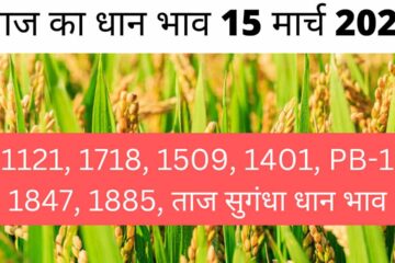 Paddy rate today 15 March 2024