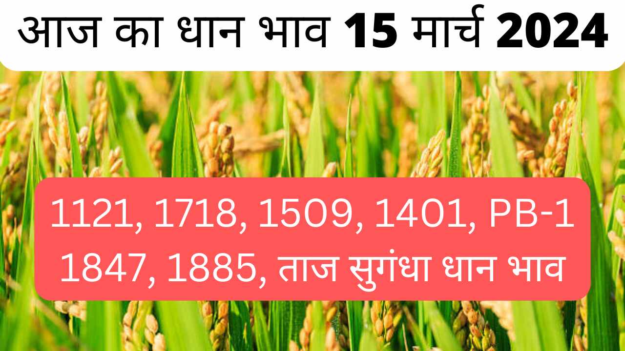 Paddy rate today 15 March 2024