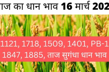 Paddy rate today 16 March 2024