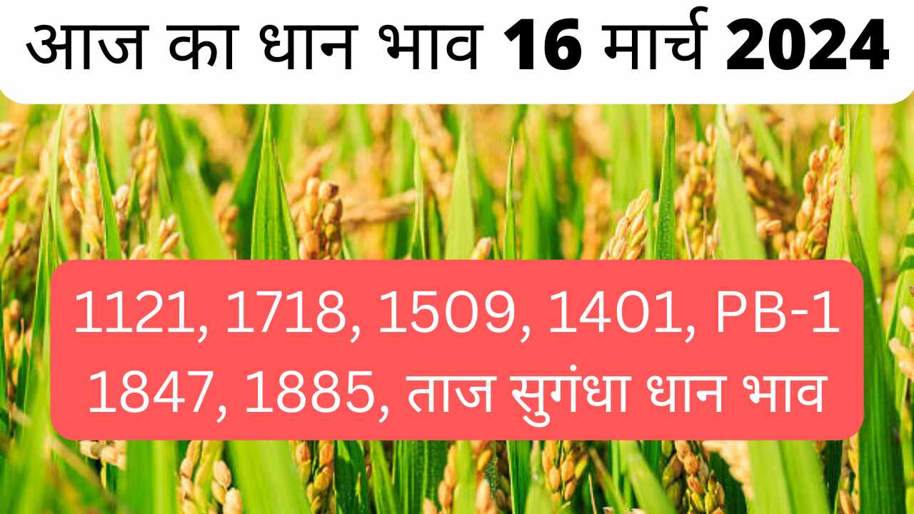 Paddy rate today 16 March 2024