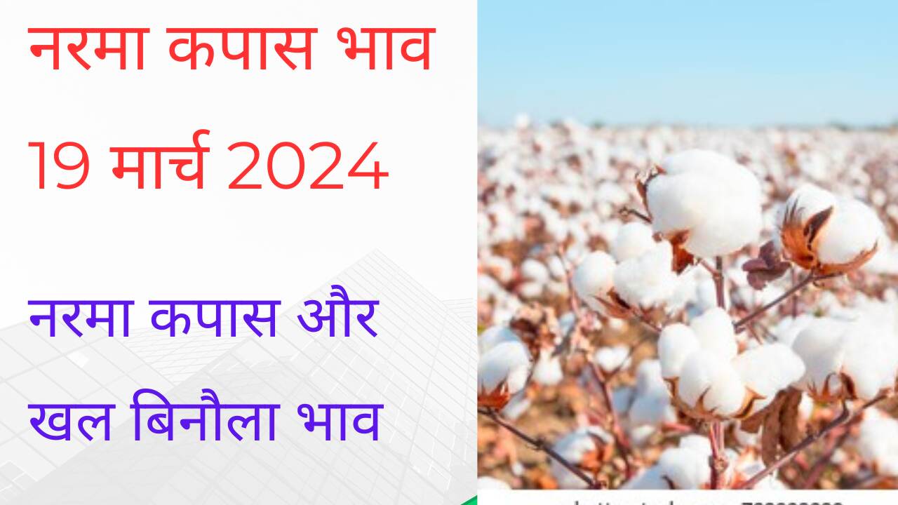 Narma cotton gin cottonseed price 19 March 2024