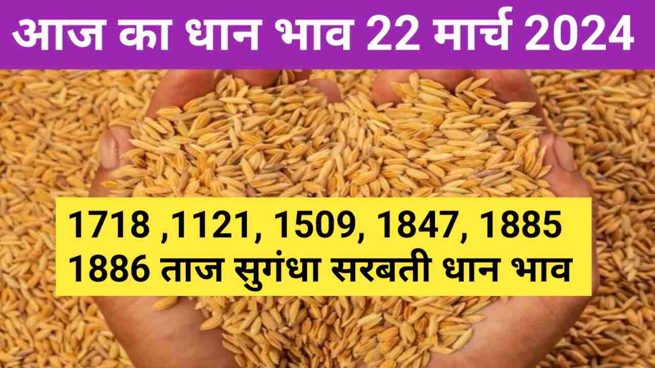 Paddy rate today 22 March 2024