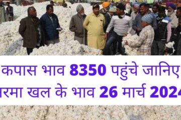 Cotton price reached 8350, know the price of Narma cotton cake cottonseed for March 26, 2024
