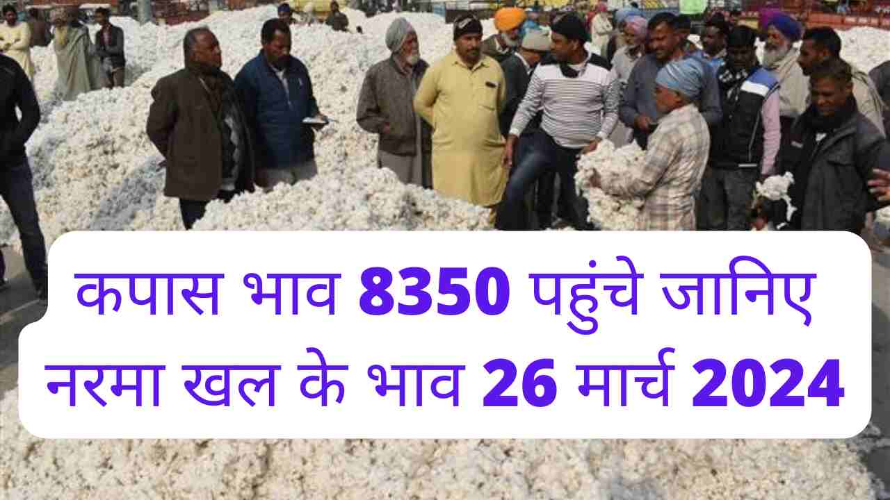 Cotton price reached 8350, know the price of Narma cotton cake cottonseed for March 26, 2024