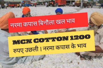Know the stormy rise in mcx cotton today 27th March, soft cotton and cottonseed price