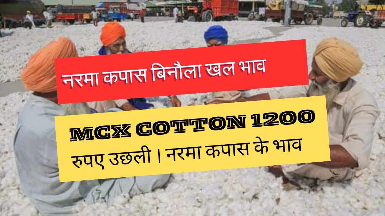 Know the stormy rise in mcx cotton today 27th March, soft cotton and cottonseed price