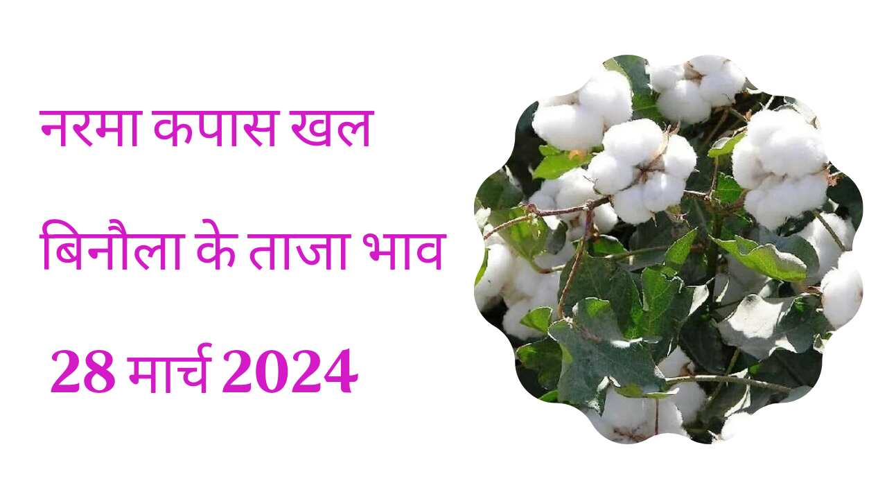 Narma kapas bhav today 28 March 2024