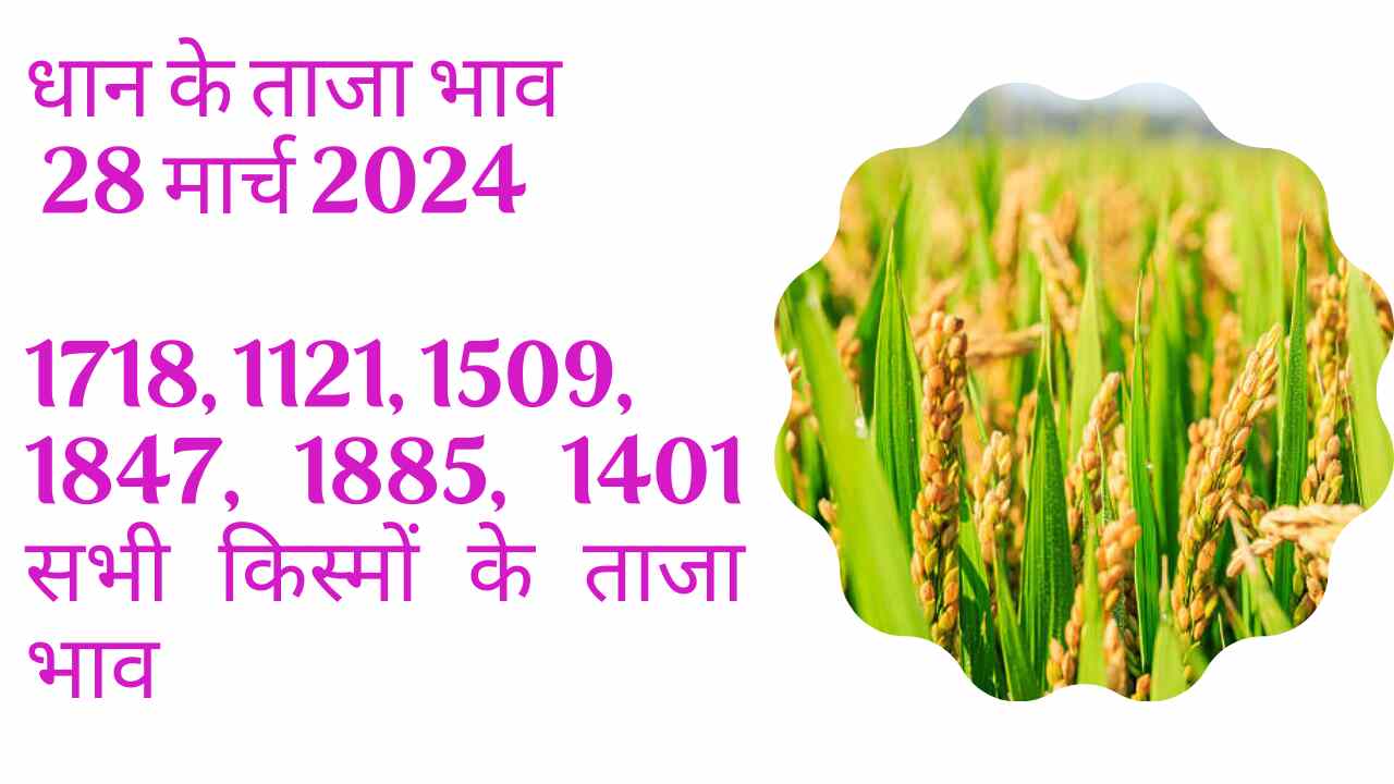 Paddy rate today 28 March 2024