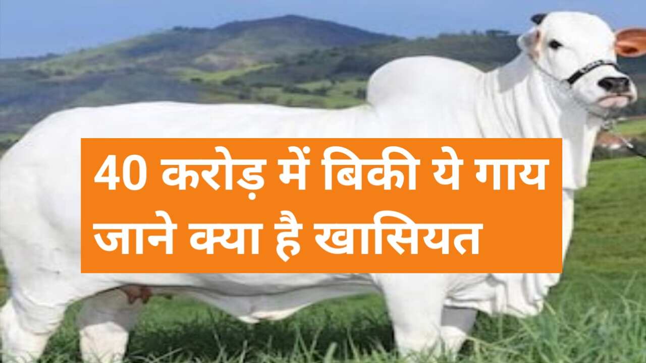 This cow was sold for 40 crores, the farmer became rich, there is a connection with this city of India, know its features also