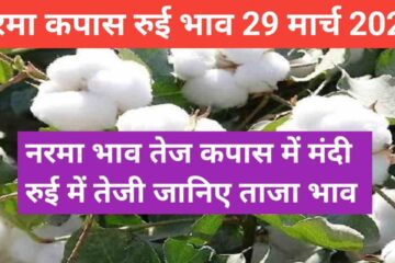 cotton price today 29 March 2024