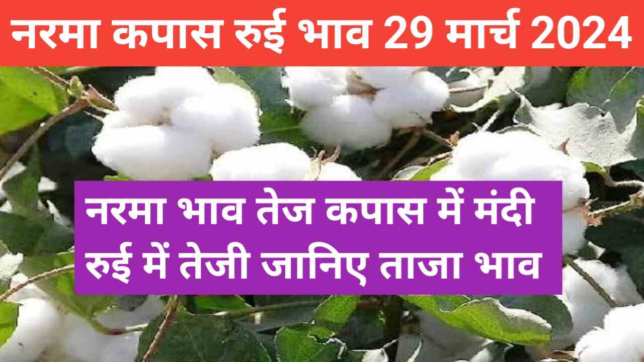 cotton price today 29 March 2024