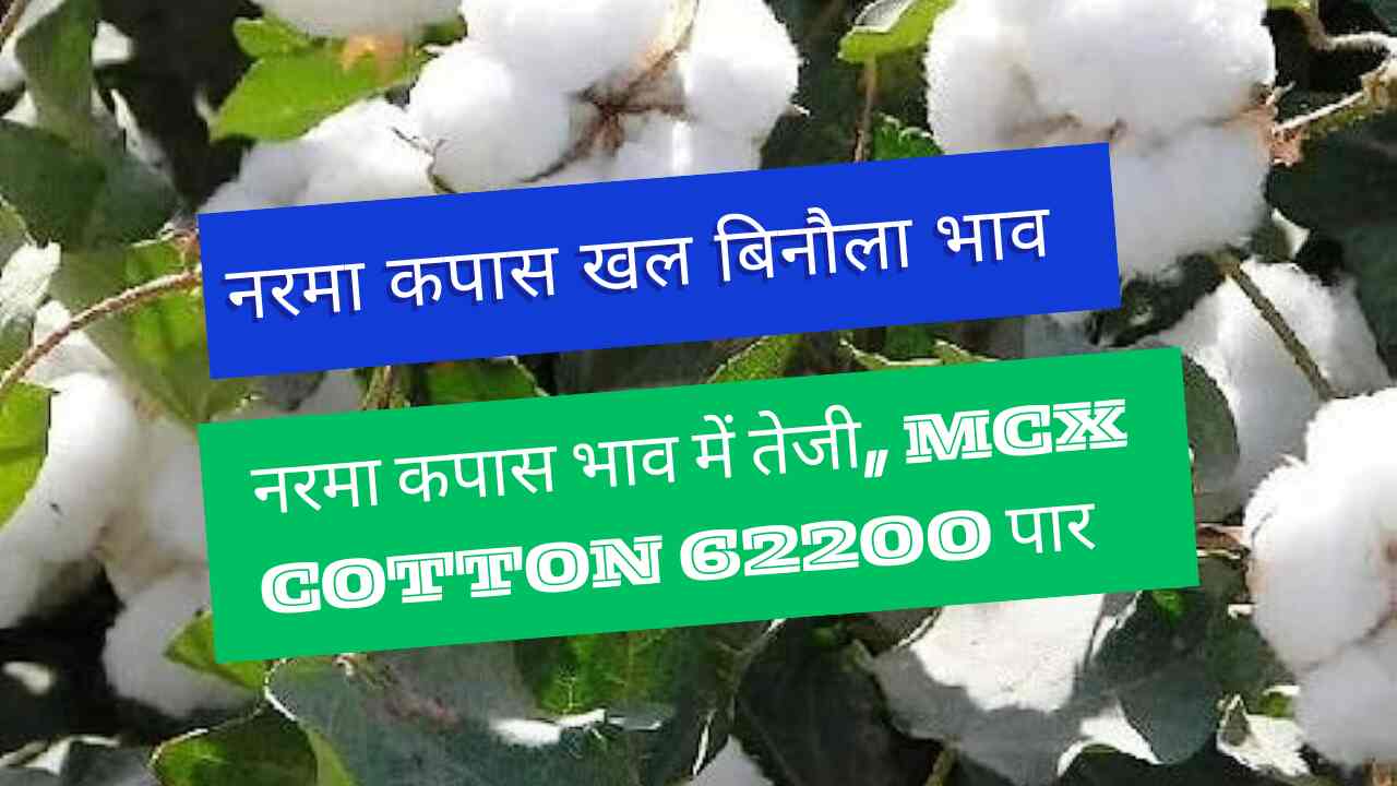 Narma Cotton Khal Cotton Price 30 March 2024 / Rise in Narma Cotton Price