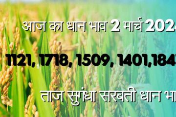 Paddy rate today 2 March 2024 / 1121, 1718, 1509, 1847, 1401, Taj dhan rate